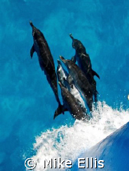 Bow riders ride 4 free......
Spotties hitching a free ri... by Mike Ellis 